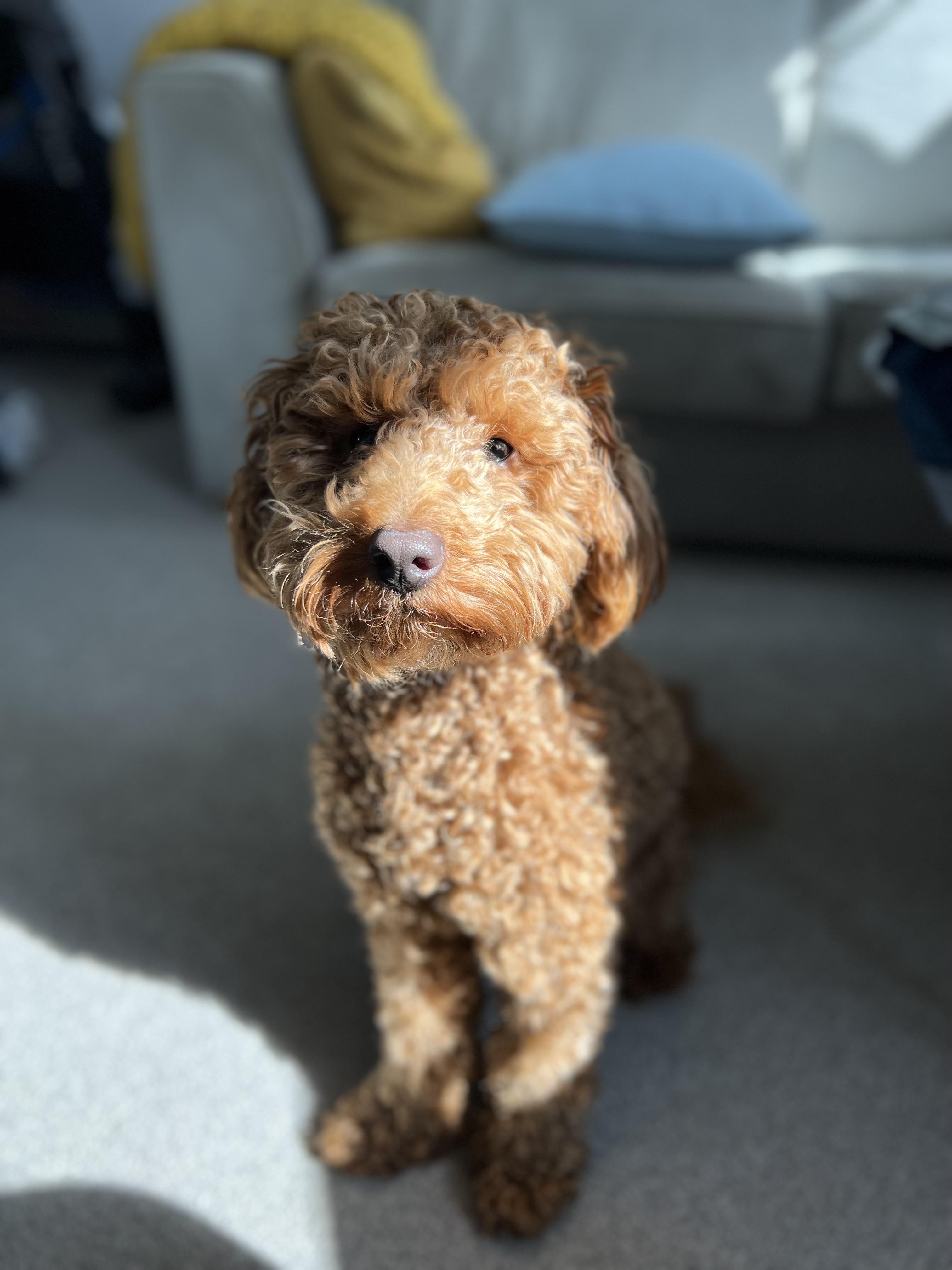 biscuit-middle